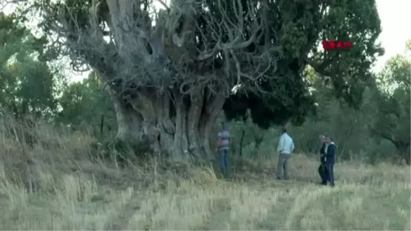 Çanakkale bin yıllık olduğu öne sürülen dev servi için 'anıt ağaç' tescili isteği