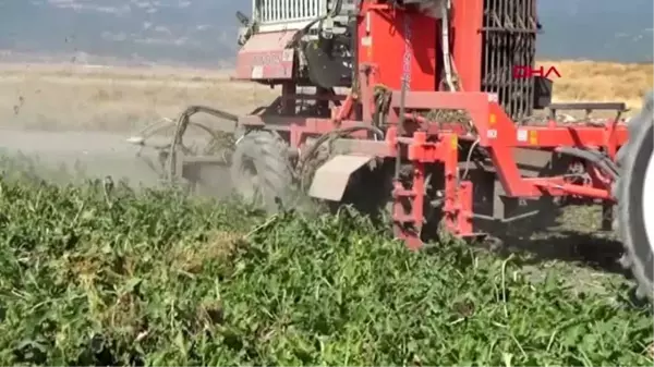 Gaziantep şeker pancarı üreticinin yüzünü güldürdü