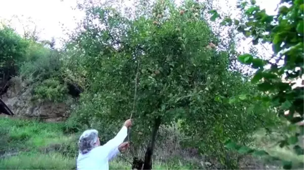 Yeni keşfedilen elma 