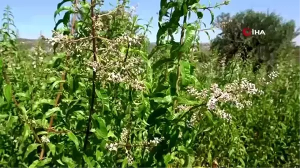 Hataylı inşaat işçisi eşini dinleyerek melisa otu ekti şimdi ürettiği ürünleri ortadoğuya ihraç...