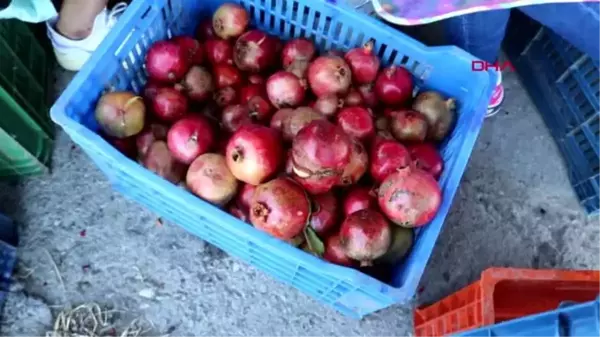 İzmir foçalı kadınlar narlı türküler eşliğinde nar ekşisi üretiyor