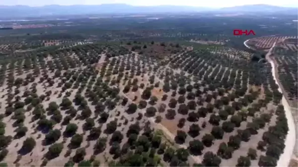 Türkiye'nin zeytin ambarı akhisar'da hasat başladı