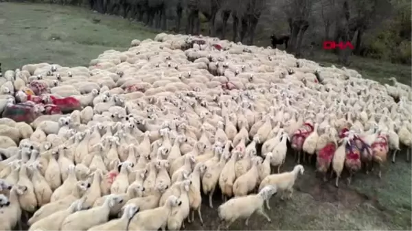 Sivas'ta koç katım töreninde renkli görüntüler