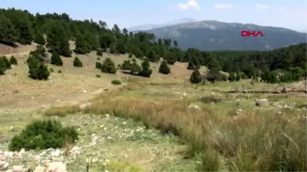 Denizli endemik tür 'tavas kurbağası' tel örgüyle korunacak