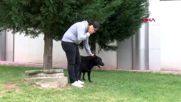 Kocaeli yavrularının kaybeden köpek, taşı yavrusu sanıyor