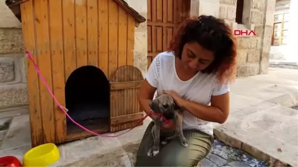 Mersin ölmek üzereyken bulunan köpeği kaymakam sahiplendi