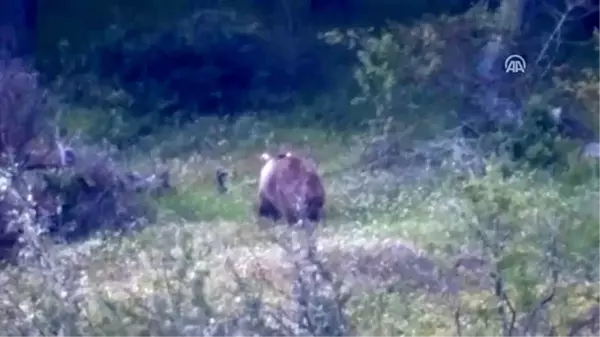 Arıcılar dört gözle ayıların kış uykusuna yatmasını bekliyor