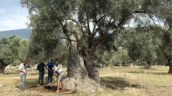 3 bin yıllık ağacın 