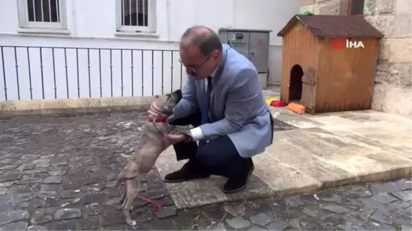 Kaymakam makamında kedi, bahçesinde köpek besliyor