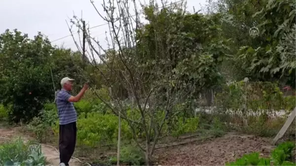 Çukurova'nın bir tarafında bahar bir tarafında kış yaşanıyor