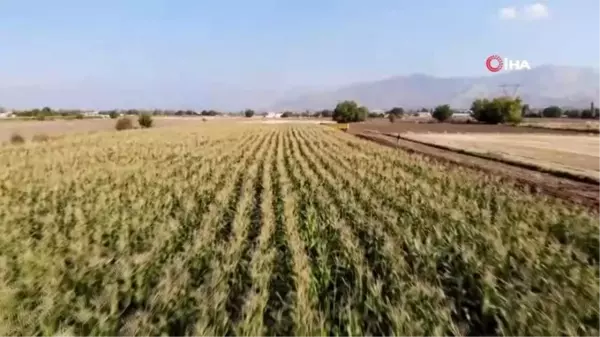 Elazığ'da 16 bin dekarda ekilen ikinci üründe bereket