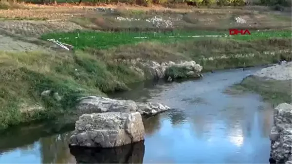 Çanakkale baraj havzasında doğal ıspanak yetiştiriyorlar