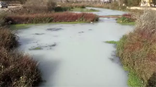 Teke Deresi'ndeki kirlilik nedeniyle balıklar su yüzeyine çıktı