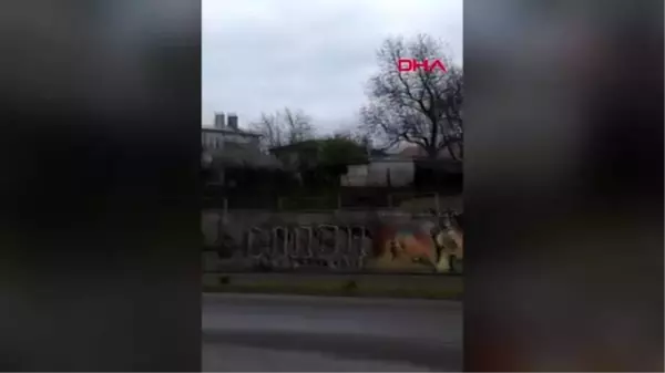 Ukrayna'da traktörün motor sesinden korkan geyik kendini yola attı