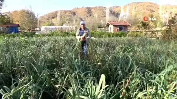 Atalarından kalan tohumlarla pırasa yetiştiriyorlar