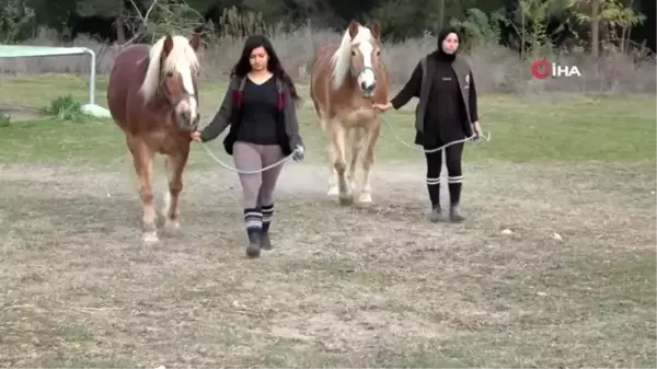 Yıllarca faytona koşulan atlar şimdi kuş sütüyle besleniyor