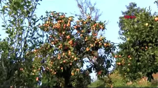 Rize'de, satsuma cinsi mandalinada hasat zamanı