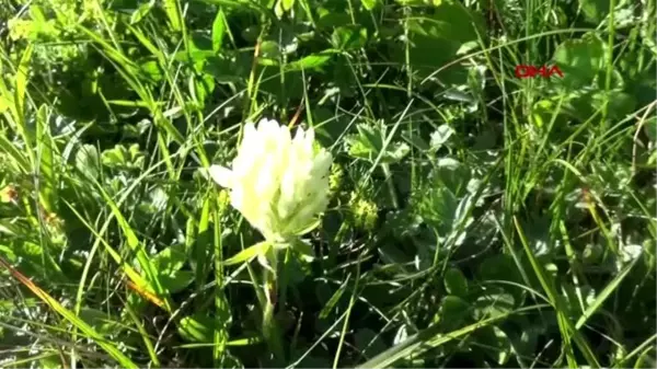 Rize karadeniz'de yeni uzungöl ve ayder oluşturulacak