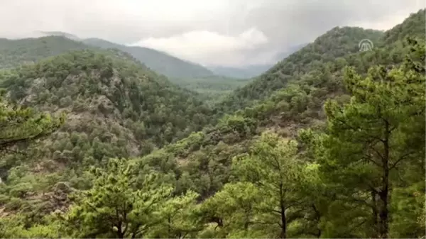 Yörük Songül Uçar'ın en büyük mutluluğu keçilerinin karnının doyması (1)