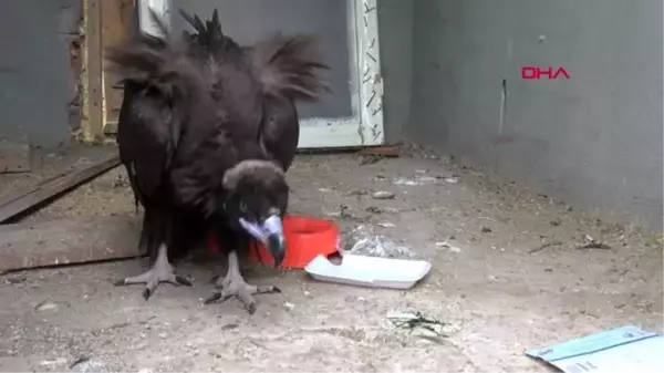 Tunceli'de bulunan kara akbabaya tedavi