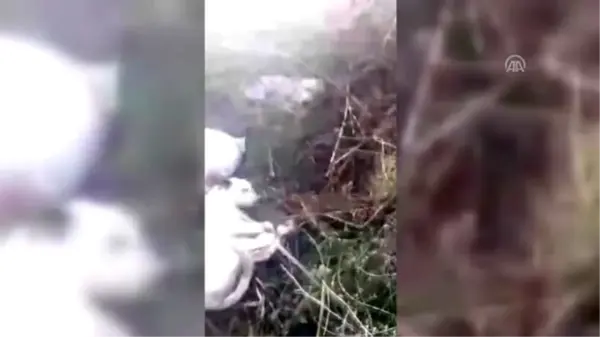 Çuvallara konmuş ayakları bağlı köpekleri avcılar kurtardı