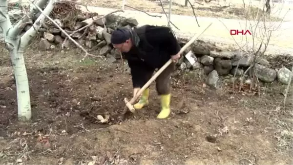 Elazığ kışın vazgeçilmezi yer elmasında hasat zamanı