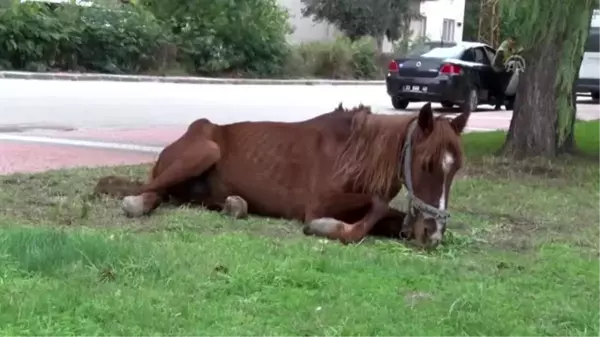 Dere kenarına bırakılan bitkin durumdaki at tedavi edilecek