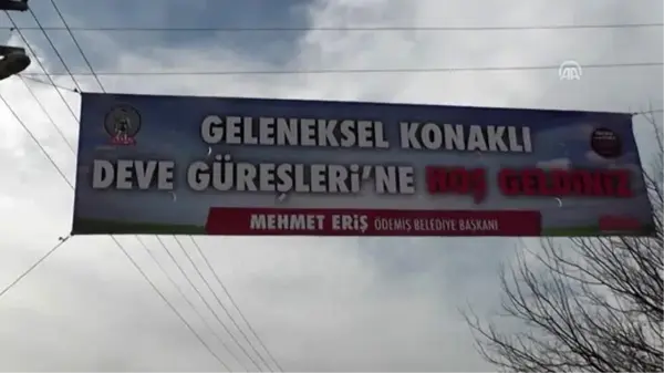 Ödemiş'te 24. Geleneksel Deve Güreşleri Şenliği