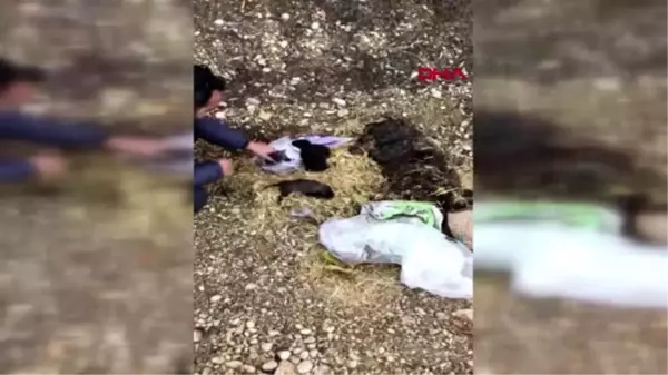 Gaziantep kulağını kestikleri köpeği, çuvalla dernek kapısına bıraktılar