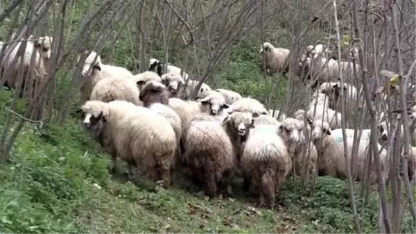 Ordulu ev hanımının yüzü 