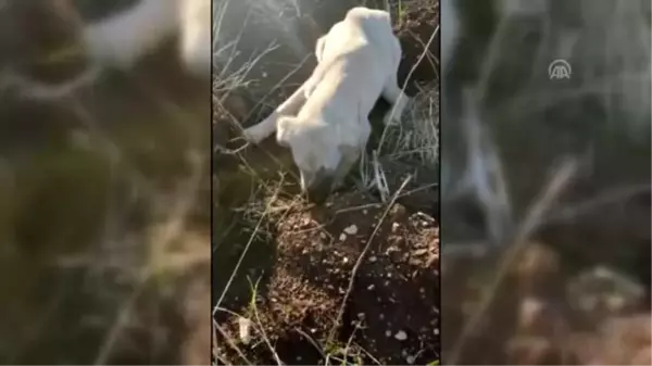 Yaralı köpeğin tedavisi için kermes düzenlendi