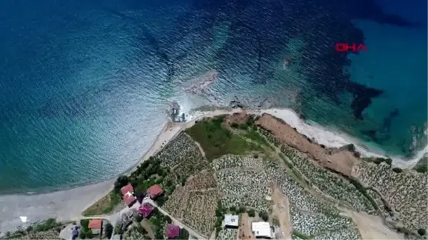 Antalya türkiye'nin ilk ticari kahve üretimi başlıyor