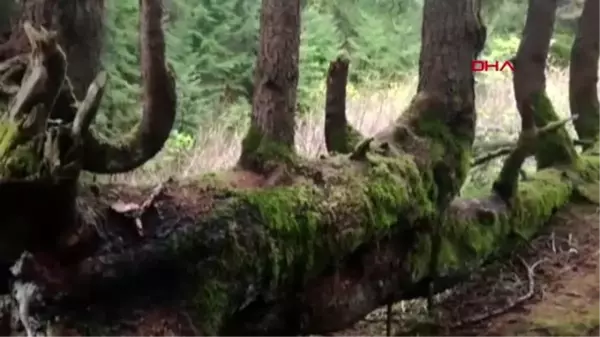 Ordu gövdesinden 17 ağaç yetişen asırlık ladin, şaşırtıyor