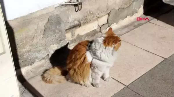 8 kiloluk kedi 'şerafettin', esnafın maskotu oldu