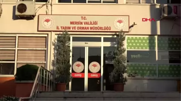 Mersin-bakan pakdemirli'nin sahip çıktığı 'bobo', artık görebilecek