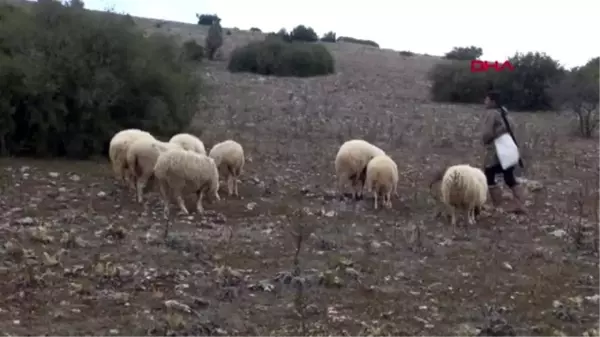 Çiftçilerin korkulu rüyası 'çal canavarını' telef etti çiftçileri büyük bir dertten kurtardım.