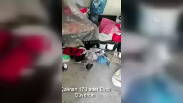 Güvercin hırsızları yakalandı