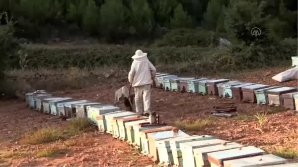 Dış pazarı hedefleyen arıcılar yüksek yayla balına kimlik kazandıracak