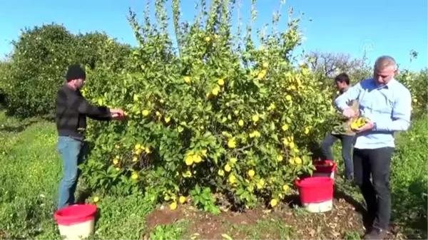 Limonda verim düştü, fiyat arttı