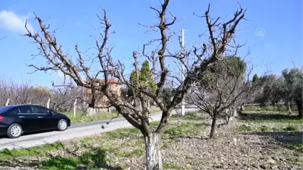 Çiçek açan erik ağaçları meyve tutmaya başladı