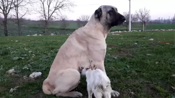 Köpek annesi ölen keçiyi her gün emziriyor