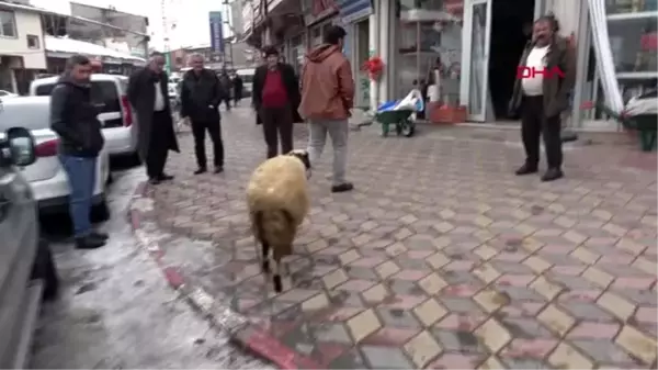 Van koyunu peşini bırakmayınca, satmaktan vazgeçti