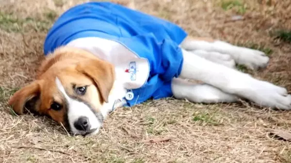 Öğrencilerin sevgilisi 'Fındık' isimli köpekten üzücü haber! Karantinaya alındı