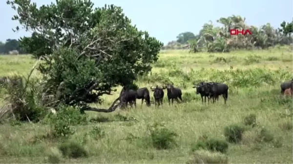 Güney afrika yaban hayatı fotoğrafçılarının güney afrika'daki tehlikeli yolculuğu