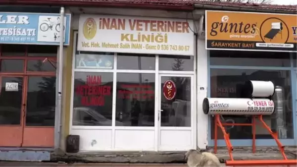 Sokak hayvanlarının gönüllü veterinerliğini yapıyor