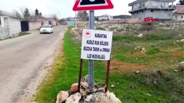 Balık almaya giden kadın, köpeğin saldırısına uğradı