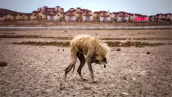 Foto muhabirleri derneği'nden dha'ya 3 ödül