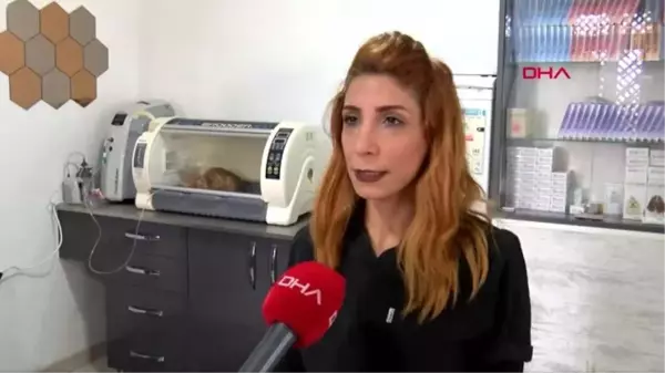 Fındık'ın cansız bedeni, Tokat'a gönderilecek