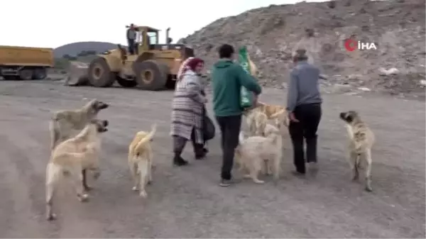 Zile'de sokak hayvanları ölüme terk edildi