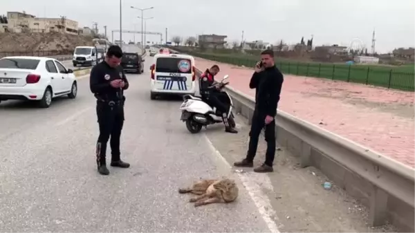 Yaralı tilkiye ilk müdahaleyi polisler yaptı